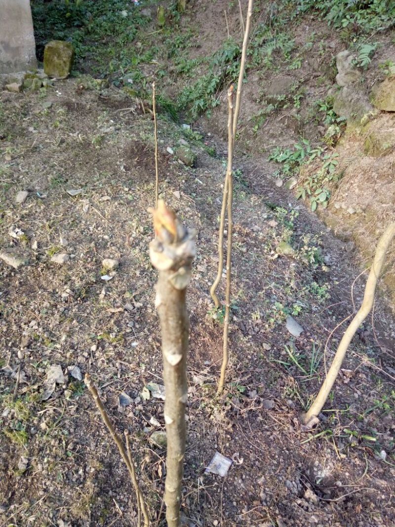 香椿芽10cm以下