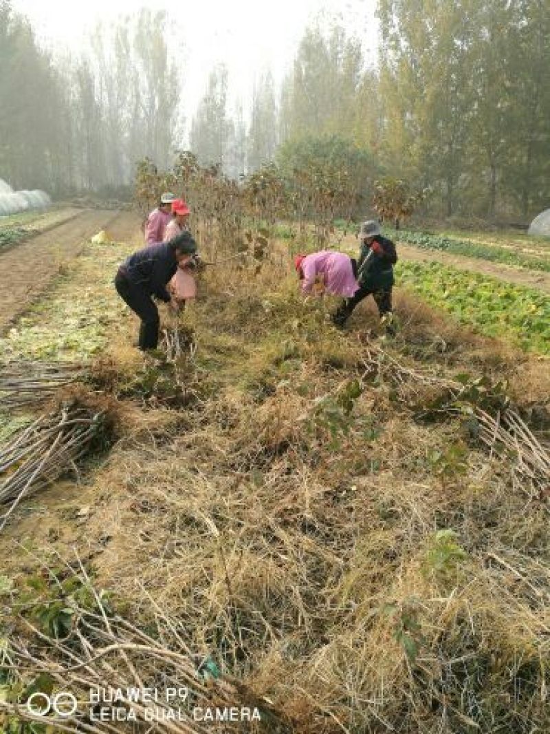 黄蜜樱桃苗2年80cm以上嫁接樱桃树苗矮化樱桃树