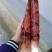 春笋10~15cm15~20cm20~25cm25~