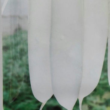 新白玉白萝卜1~1.5斤起