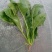 大叶菠菜25~30厘米