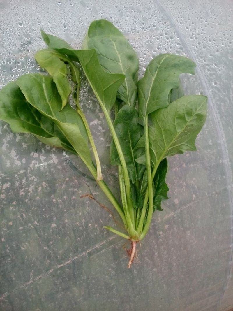 大叶菠菜25~30厘米