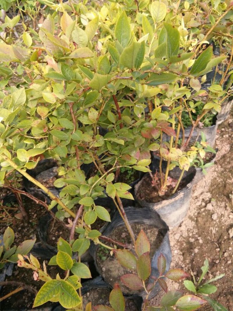 蓝莓苗50公分以上，1-3年蓝莓苗，需要的联系。