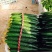 密刺黄瓜干花带刺25公分以上