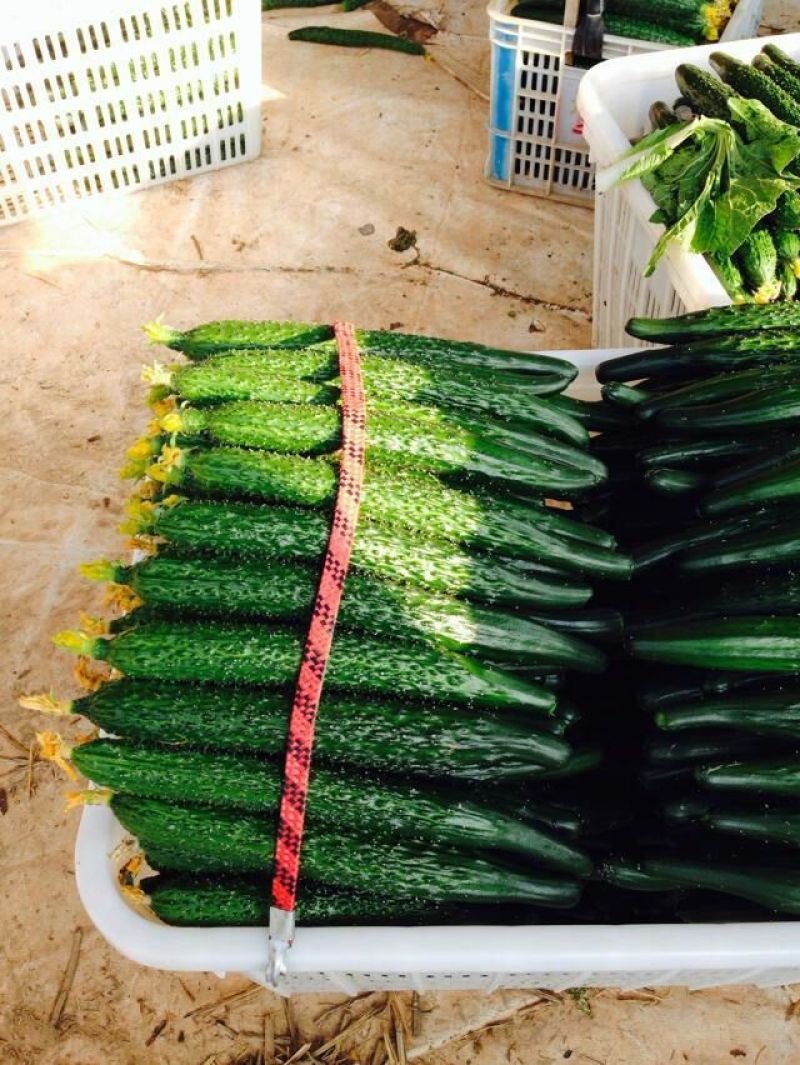 密刺黄瓜干花带刺25公分以上