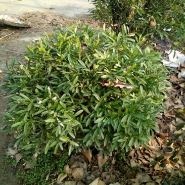 雀舌黄杨苗20~30cm
