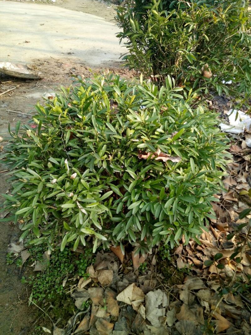 雀舌黄杨苗20~30cm