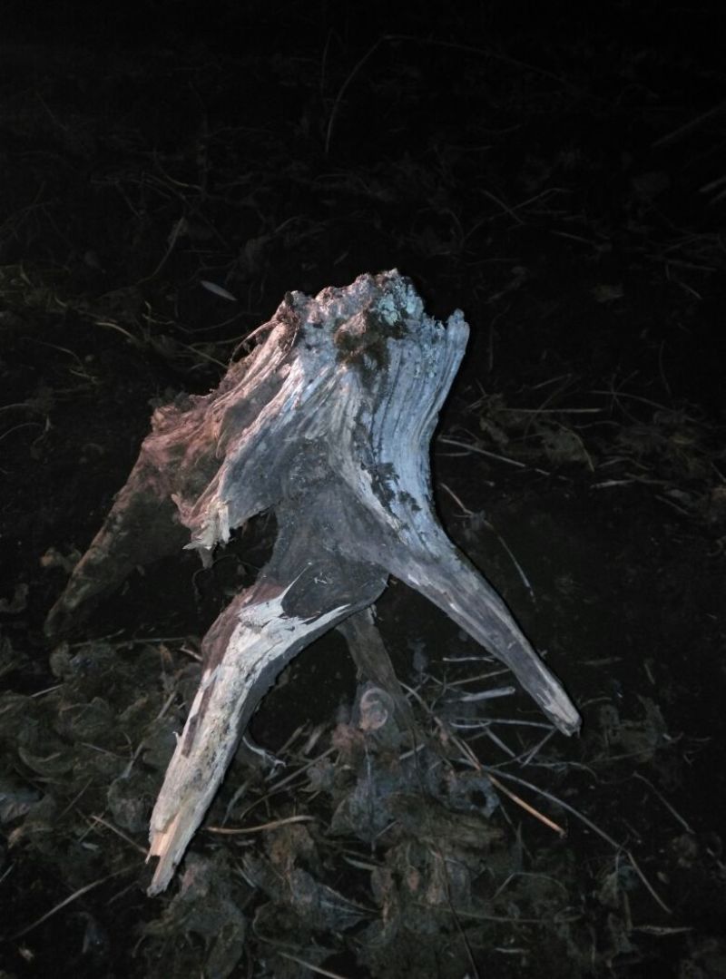 崖柏18~20cm0.5米以下