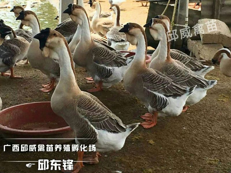 狮头鹅苗250g以下