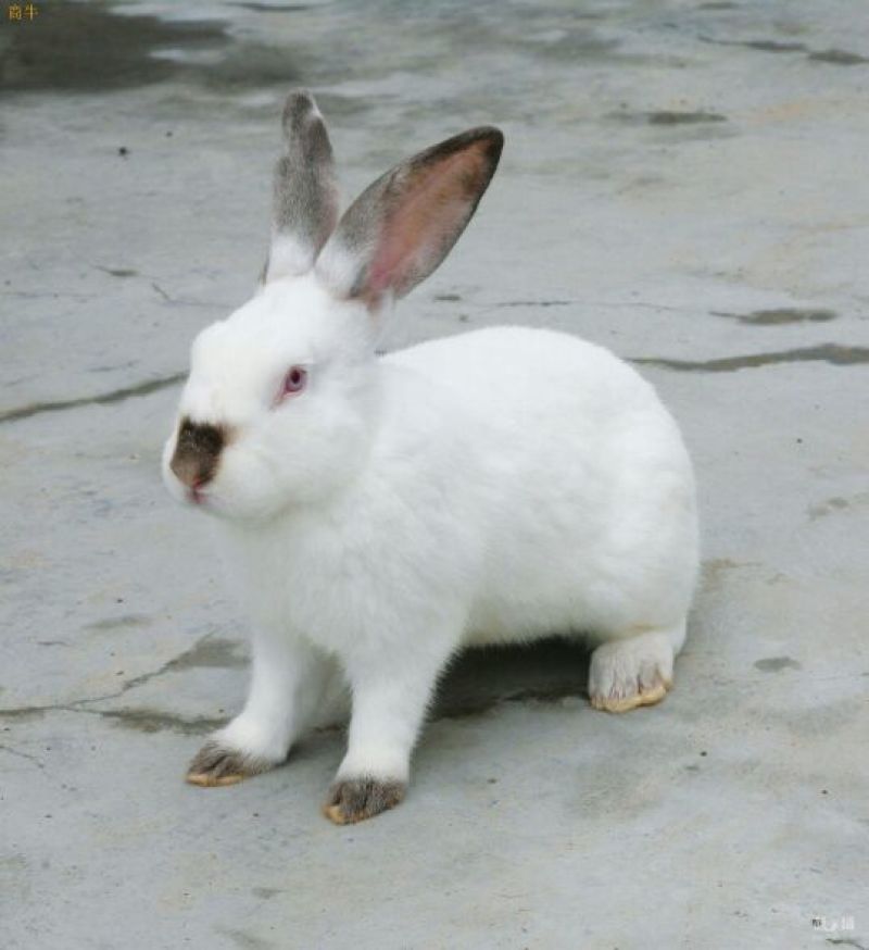 杂交野兔3~5kg