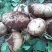 广东精品豆薯大量新苗优质凉薯供应一手货源量大从优欢迎选购