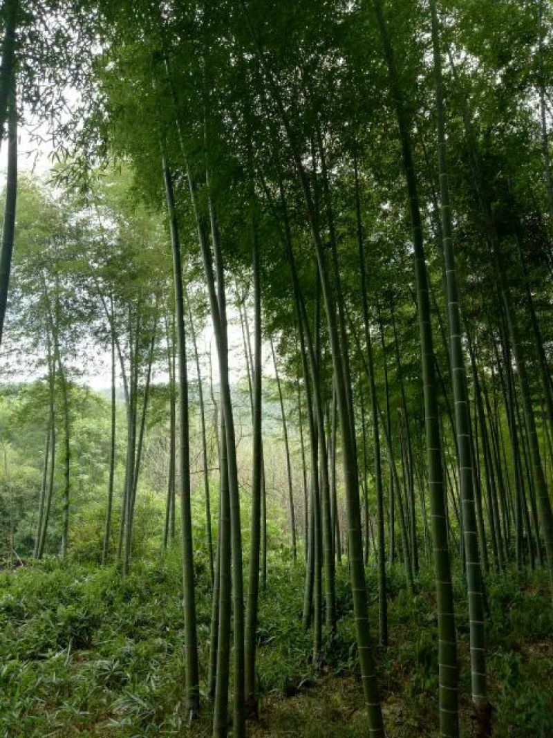 绿竹11~12m