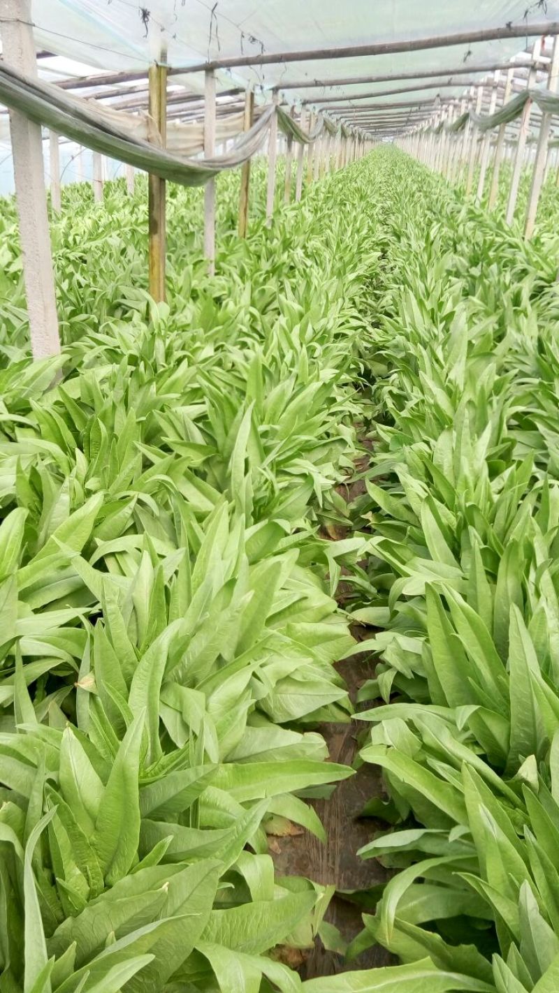 0.48元优质莴苣2~4斤，有便宜的好的孬