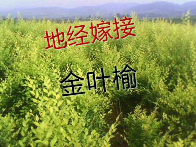 连翘苗30~40cm