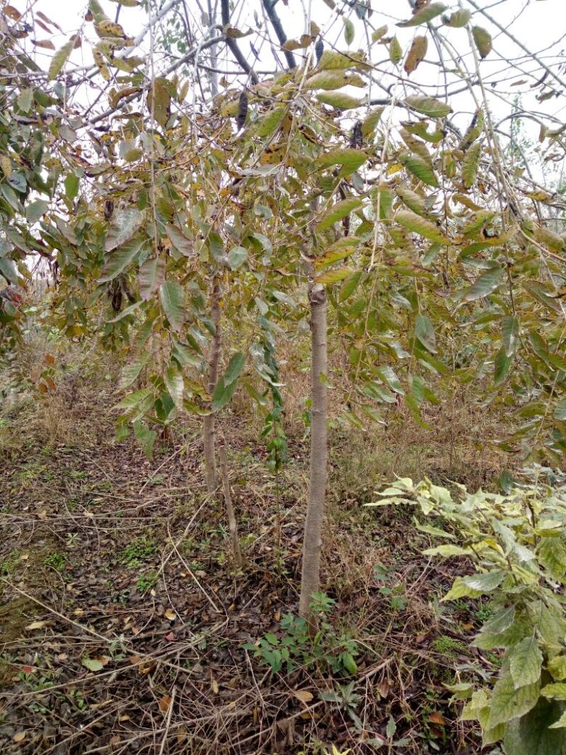 8公分寒绯樱价格，9-10公分寒绯樱花哪里有