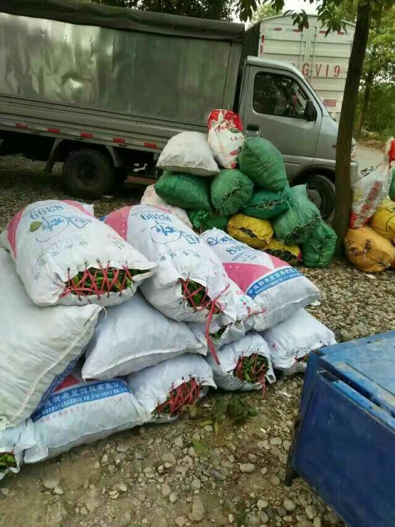 大青椒湘研15