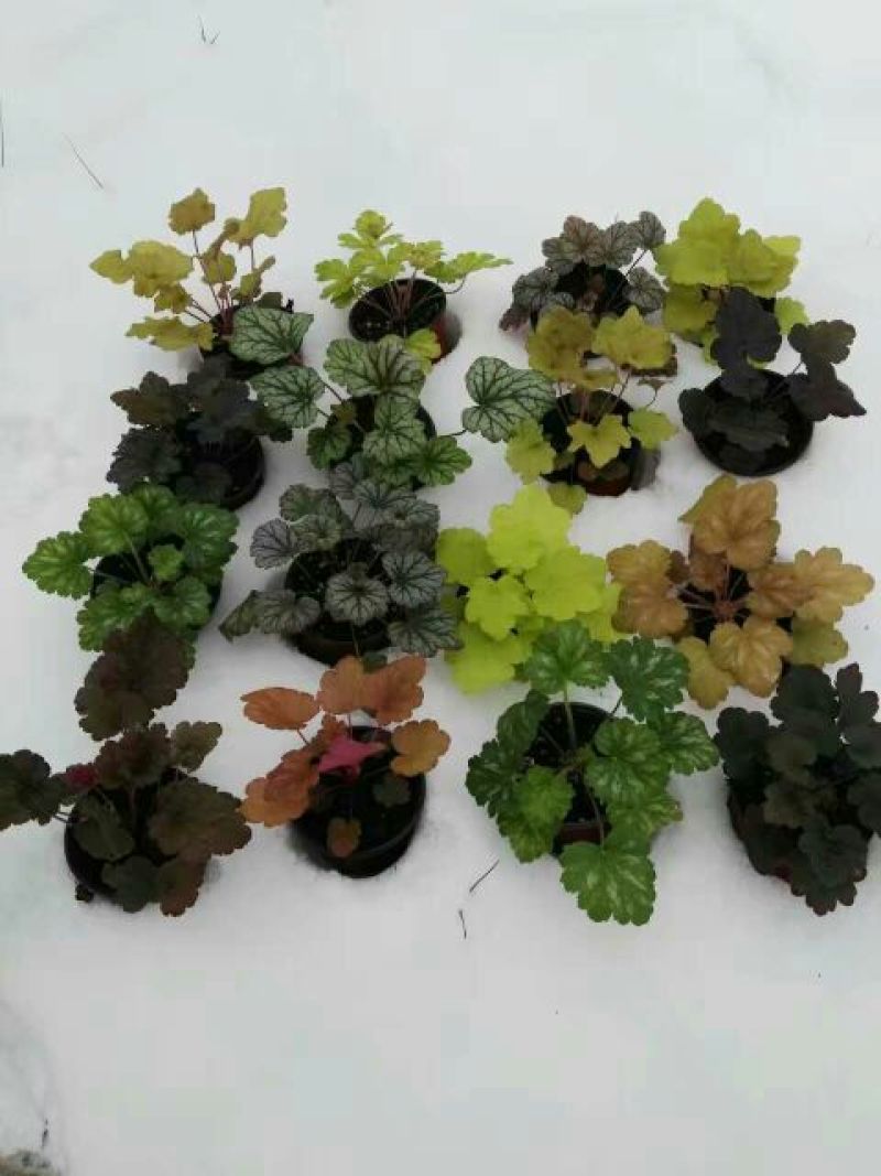 彩叶草