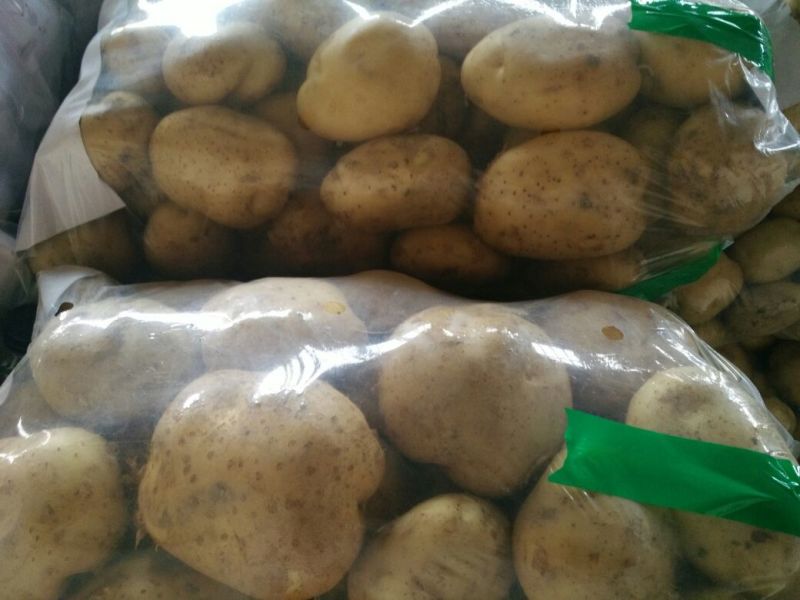 荷兰十五土豆1两以上精品