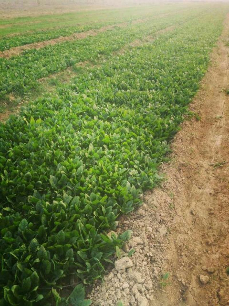 黑叶菠菜10~15厘米