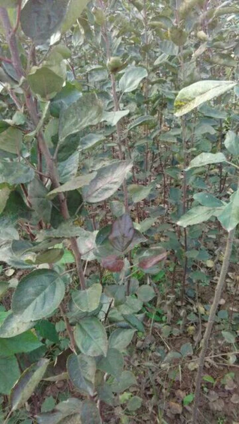 华硕苹果树2cm以下4cm以下0.5~1米