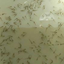 台湾泥鳅苗，3/5公分，包成活一个星期，大量死亡补苗