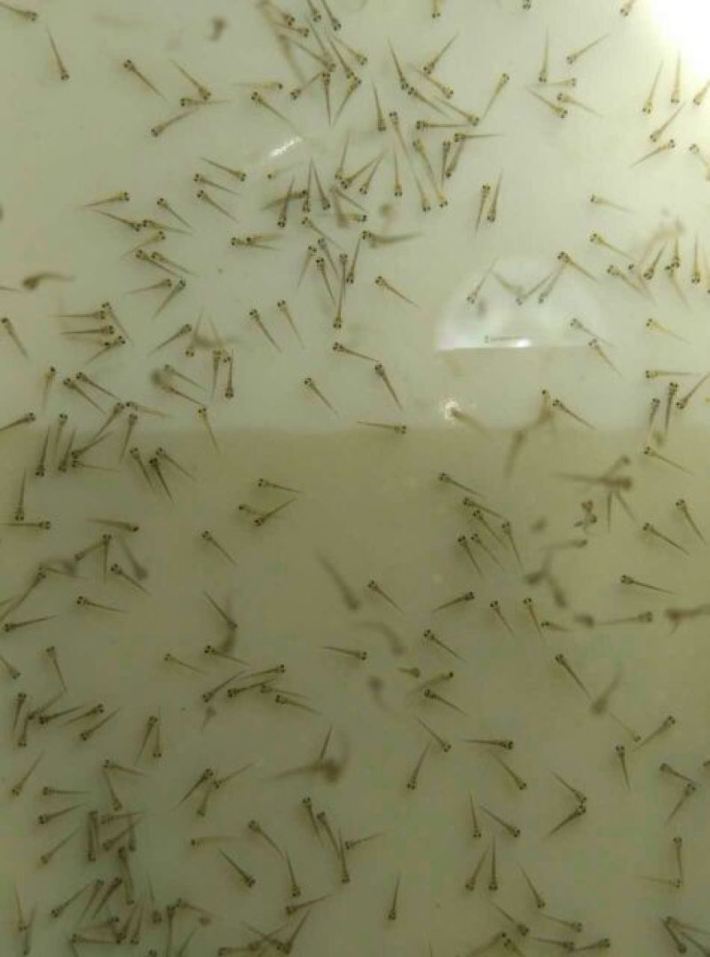 台湾泥鳅苗，3/5公分，包成活一个星期，大量死亡补苗