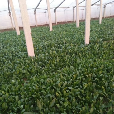 名门菠菜