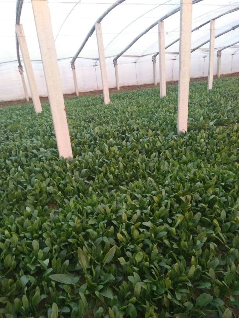 名门菠菜