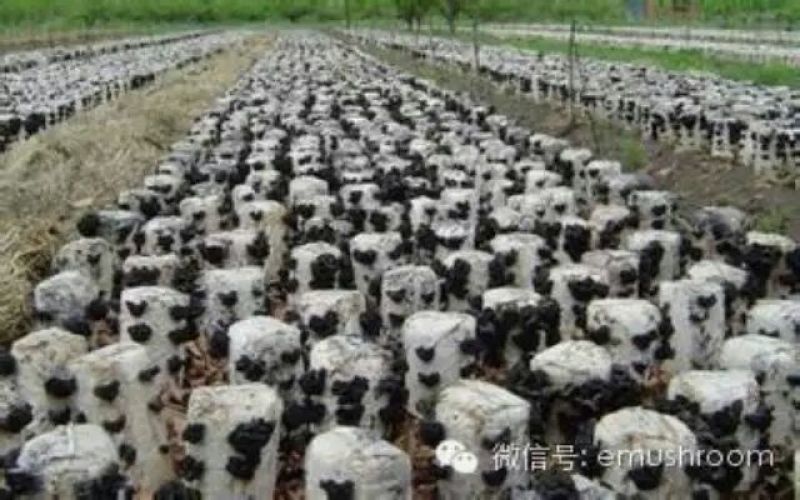 黑木耳一级