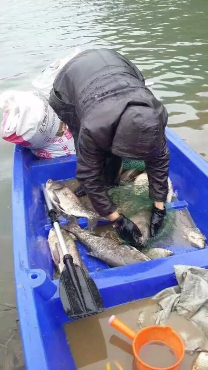 花白鲢