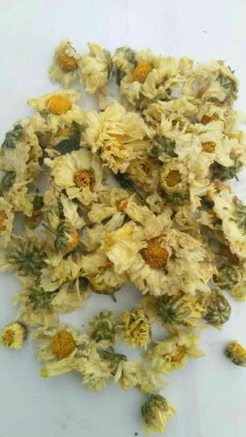 杭州白菊散装