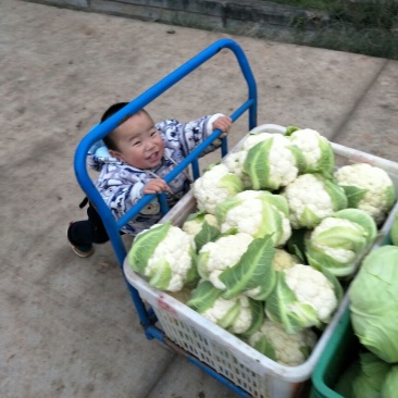 白花菜散装