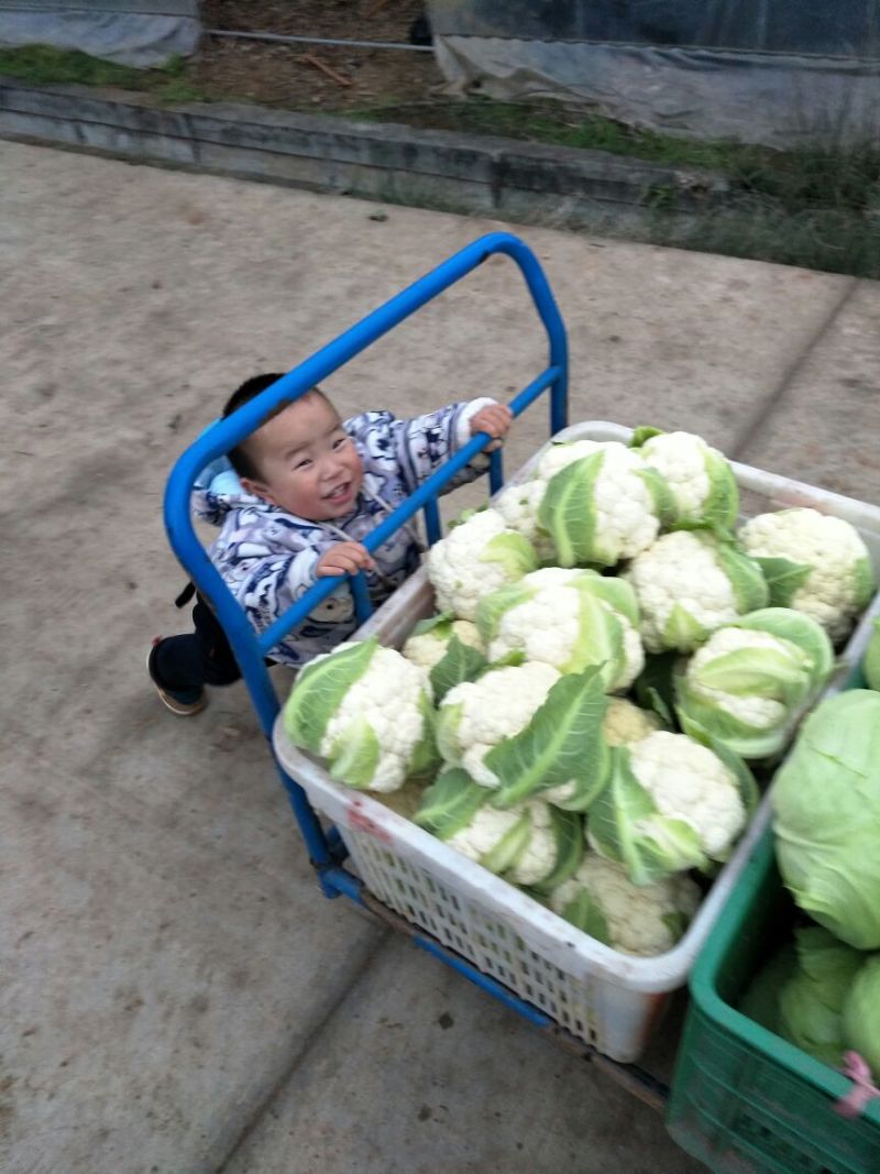 白花菜散装