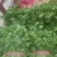大叶香菜滑县香菜20~25厘米以上精品发全国