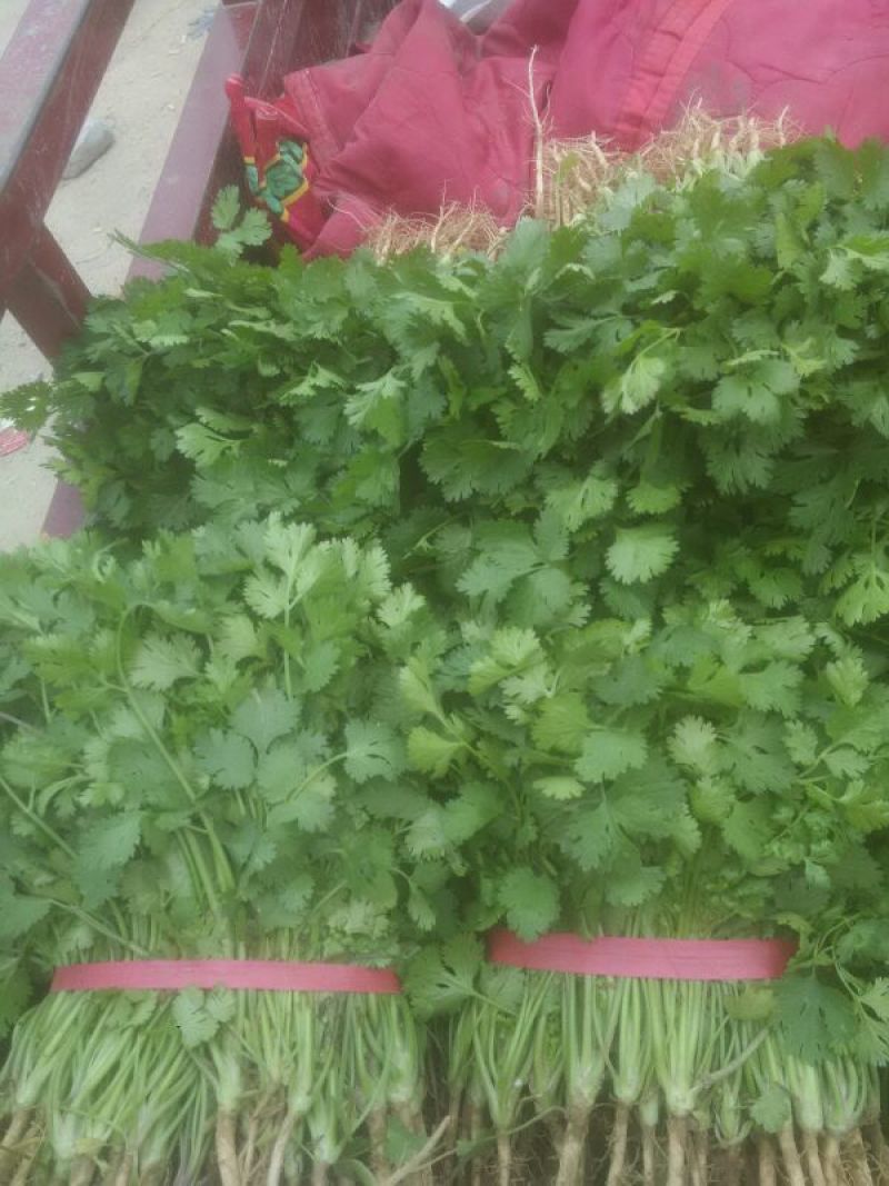 大叶香菜滑县香菜20~25厘米以上精品发全国