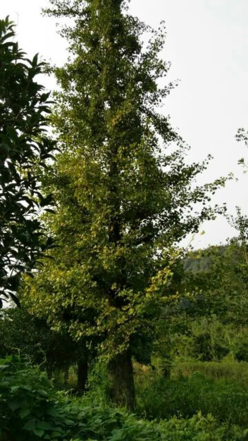 红豆杉苗20~30cm50~60cm70~80cm