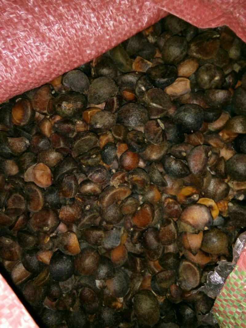 油菜籽1