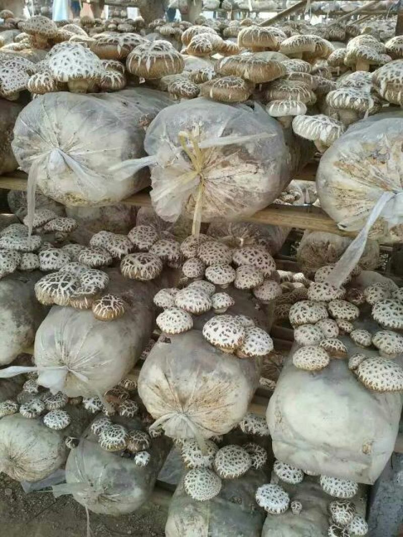 菌棒