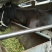 肉马100~200kg