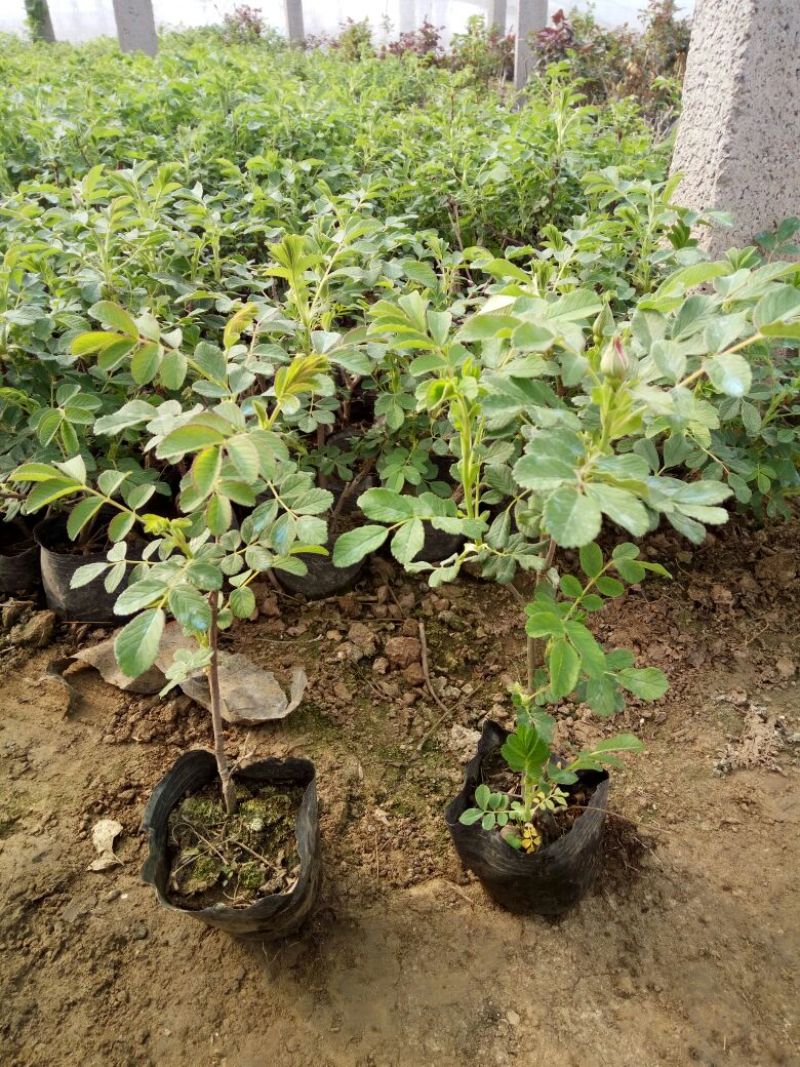 玉兰树4~6cm