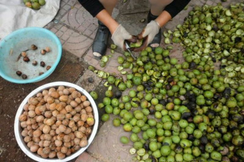 核桃去皮干