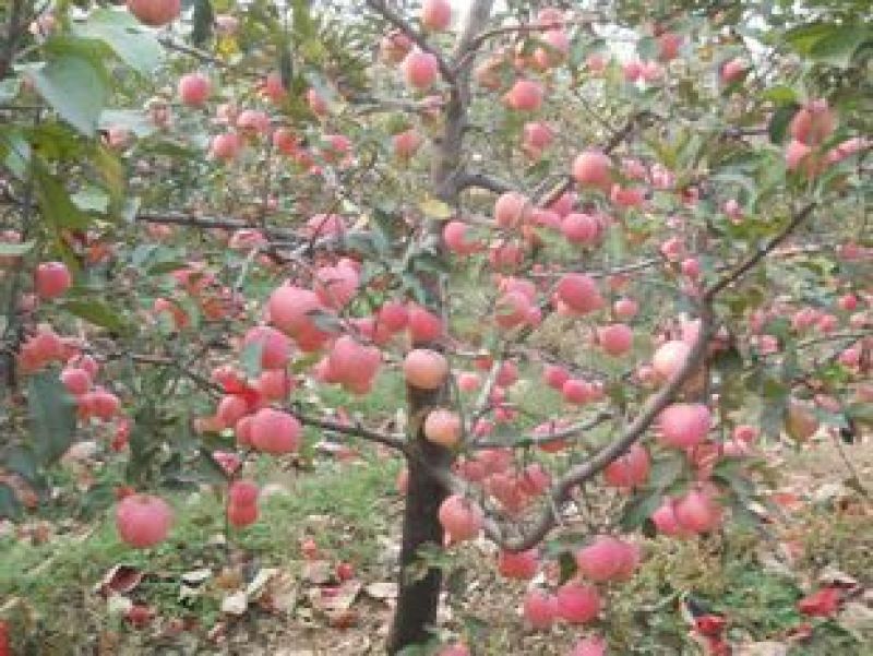红富士苹果树苗80cm以上基地直销现起现发