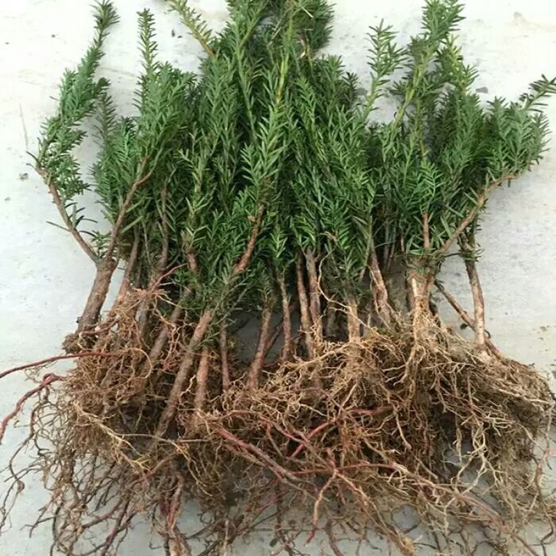 红豆杉树苗红豆杉小苗曼地亚红豆杉盆景地栽苗盆栽苗红豆杉