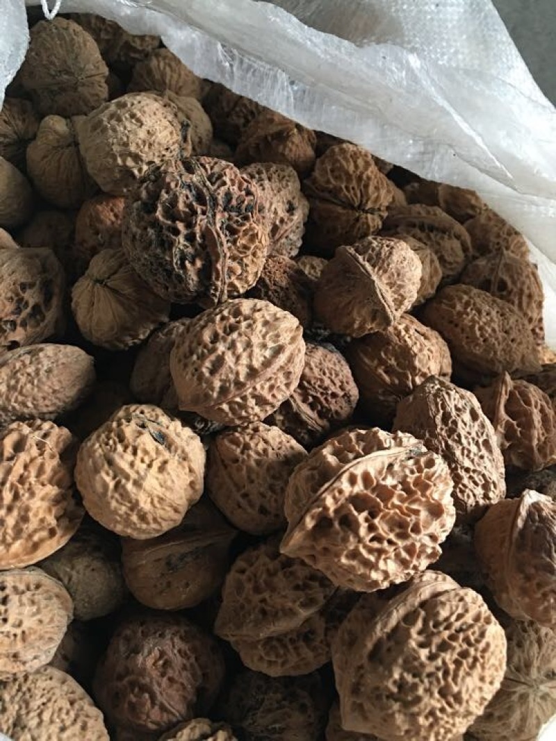 铁核桃