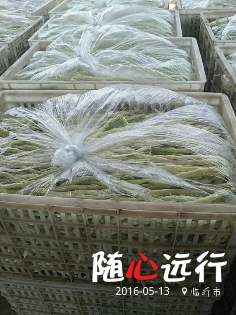 九粒白芸豆20cm以上
