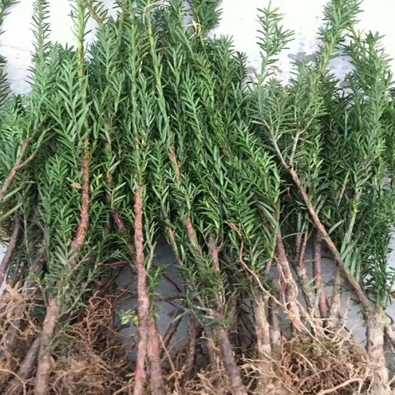 红豆杉树苗红豆杉小苗曼地亚红豆杉盆景地栽苗盆栽苗红豆杉