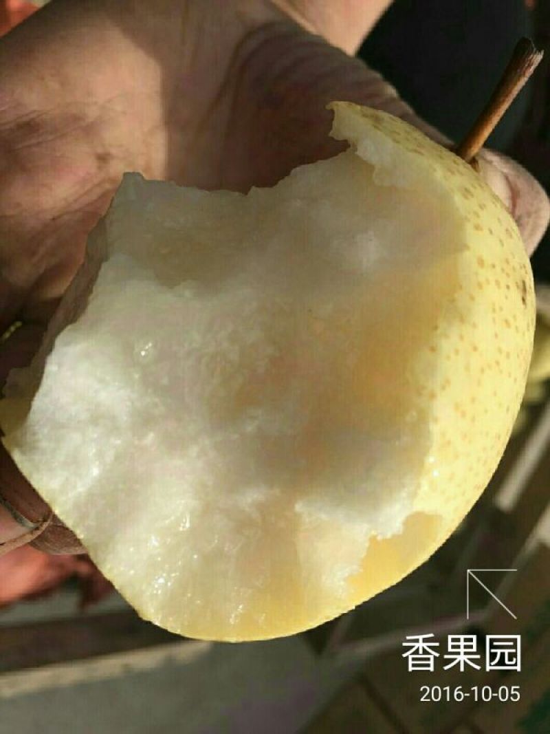 酥梨100~150g纸袋