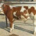 西门塔尔牛犊100~200kg