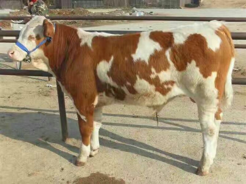 西门塔尔牛犊100~200kg