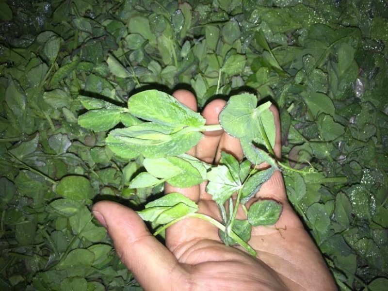 东台豌豆尖东台豌豆苗新鲜当季时令蔬菜现摘现发